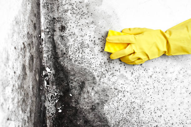 Reliable Rochelle, GA Mold Removal Solutions