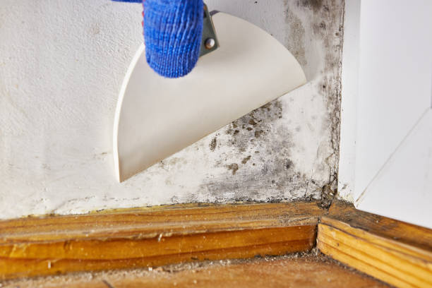 Best Mold Removal for HVAC Installations  in Rochelle, GA