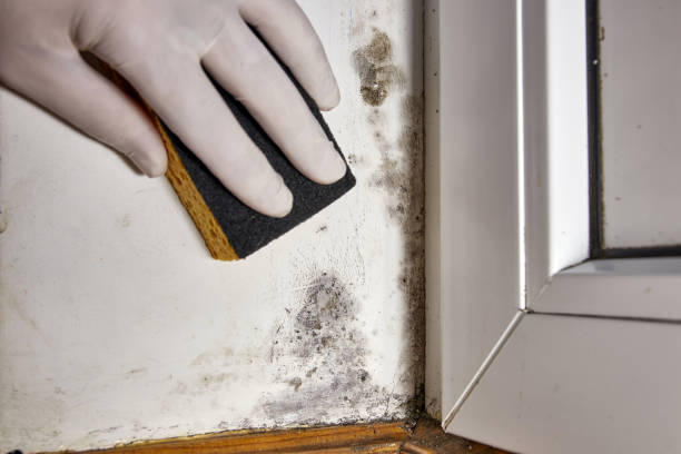 Best Mold Remediation for Rental Properties  in Rochelle, GA